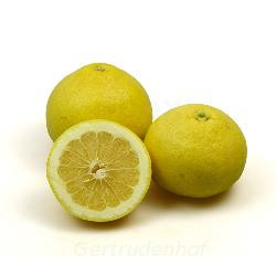 Produktfoto zu Grapefruit